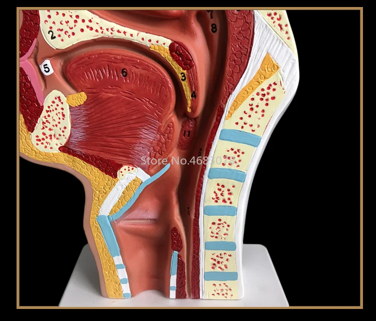 Нормальная/патологическая анатомическая модель носоглоточной полости в носовой полости и горле человеческого тела 24x12x12 см