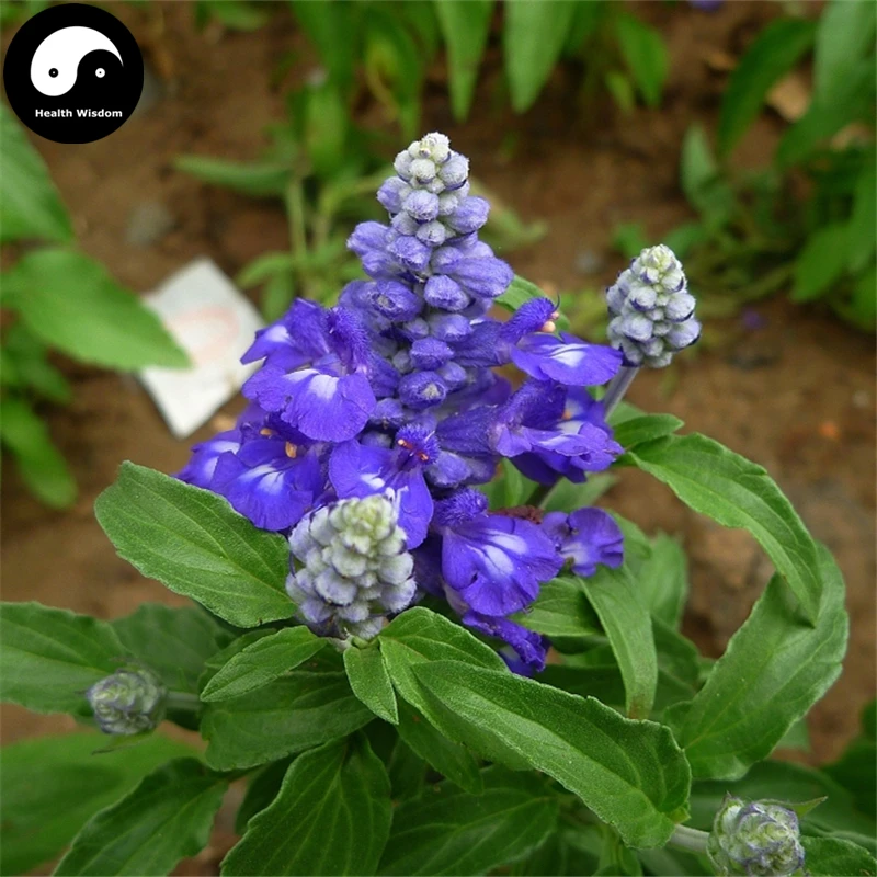 

Buy Salvia japonica Flower Semente 100pcs Plant Blue Flowers Sage Garden