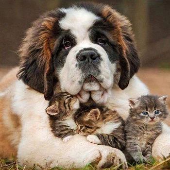 

DIY 5D Full Diamond Painting Cross Stitch Painting Dog cat Diamond Embroidery Needlework Patterns Rhinestone kits