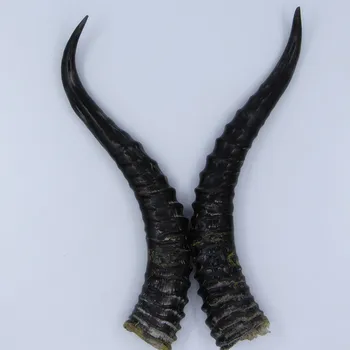 

The three generation of natural wild herbs raw goat horn horn of Montenegro a pair.