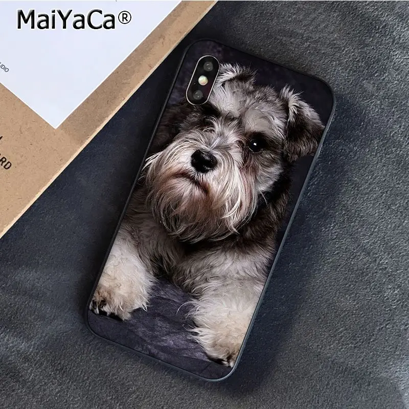 Schnauzer Puppy dog Art