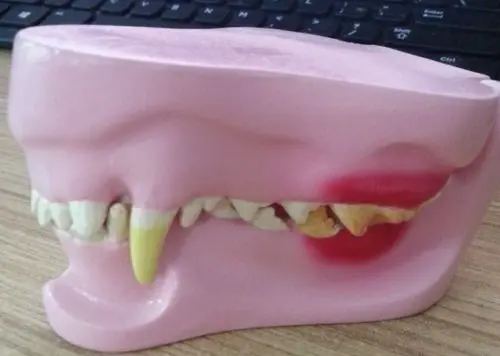 

NEW Canine Jaw/Teeth Anatomical Model Veterinary Anatomy 37