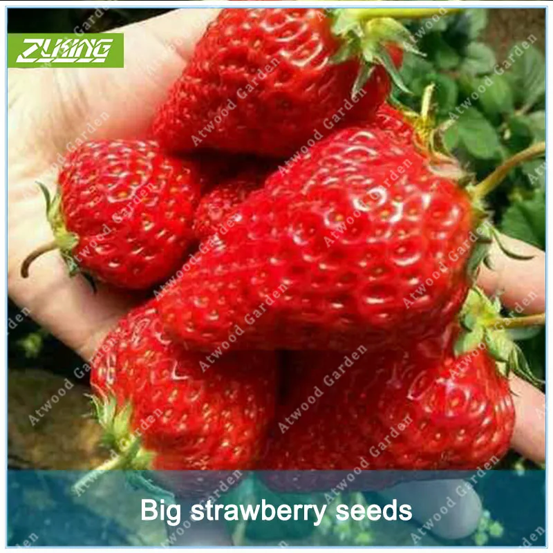 

500pcs Strawberry Fruit Bonsai Rare Exotic Tropical Fruit Herbaceous Perennial Fast Growing Garden Plants