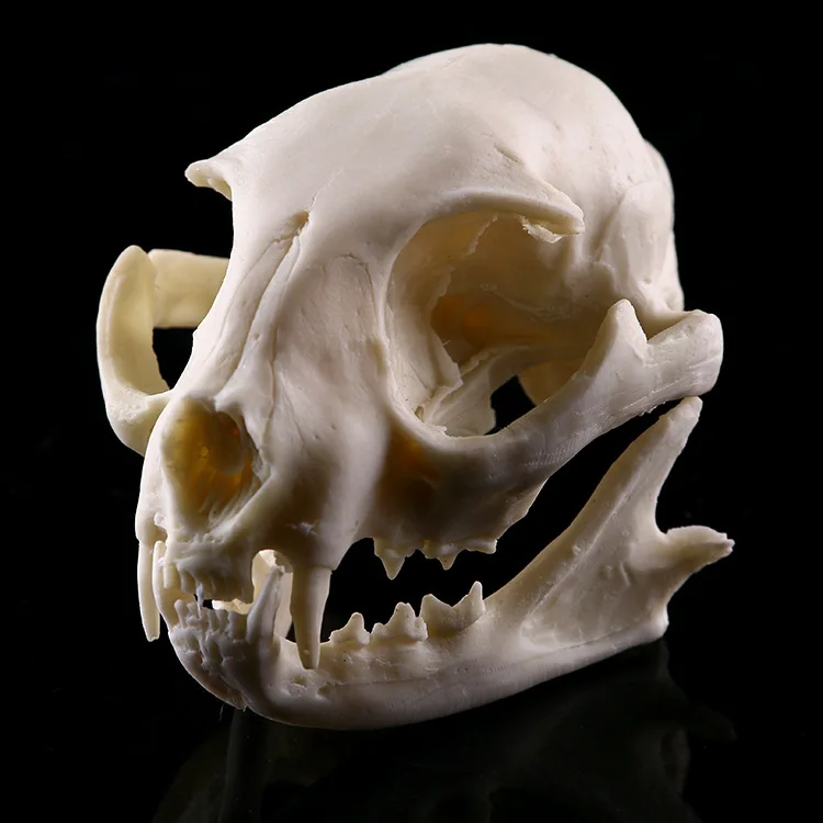 

Realistic Lucky cat Skull Model Resin Skeleton Medical Teaching Sculpture White Halloween decoration