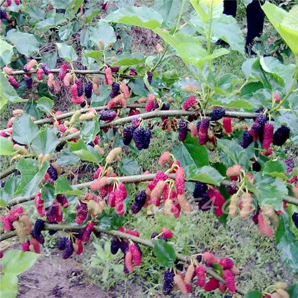 Buy 200 Pcs Blackberry Seeds Free Shipping