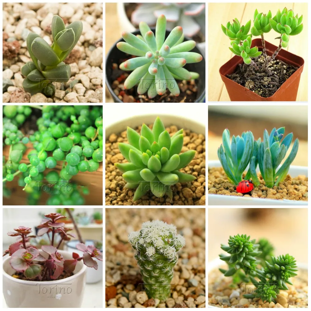 100 Seeds Pseudotruncatella Living Stone Rare Succulent ...