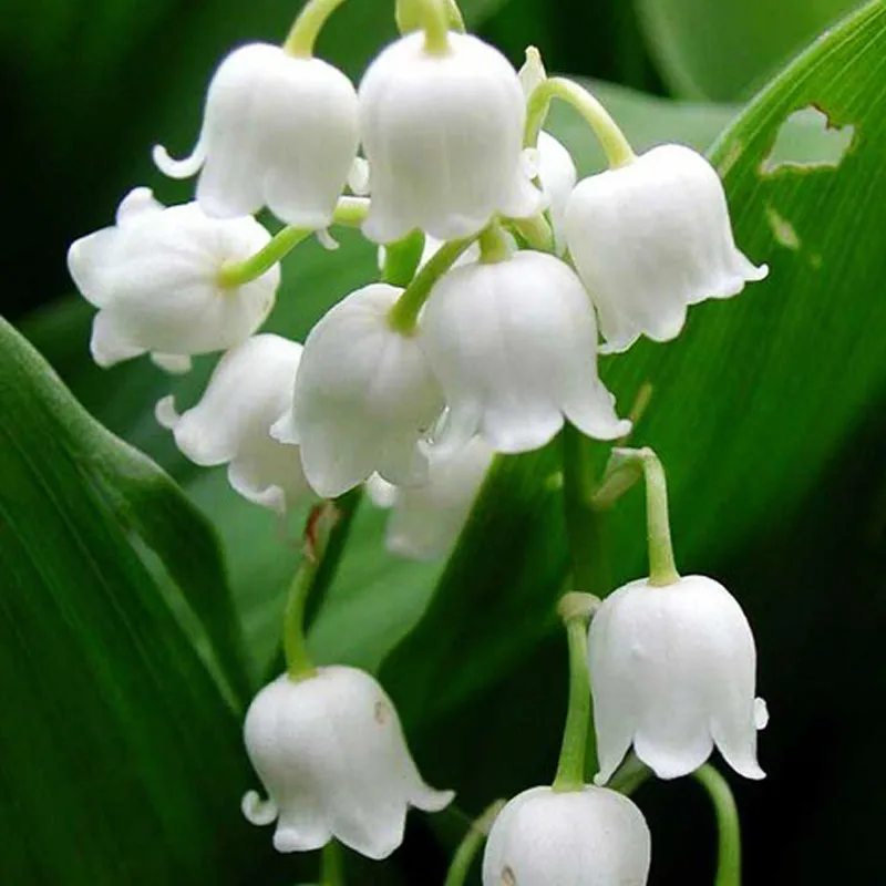 100seeds Potted Flowers Lily of the valley seeds Balcony Bonsai Plant For Garden & Home Four