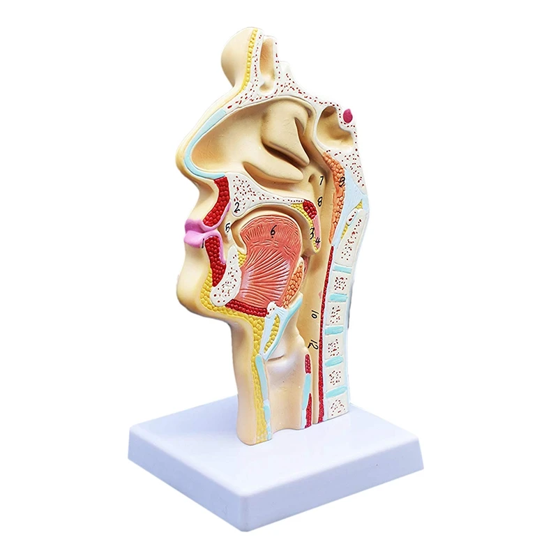Человеческая анатомическая носовая полость, анатомия горла, медицинская модель для обучения в школьной школе, обучающая медицинская