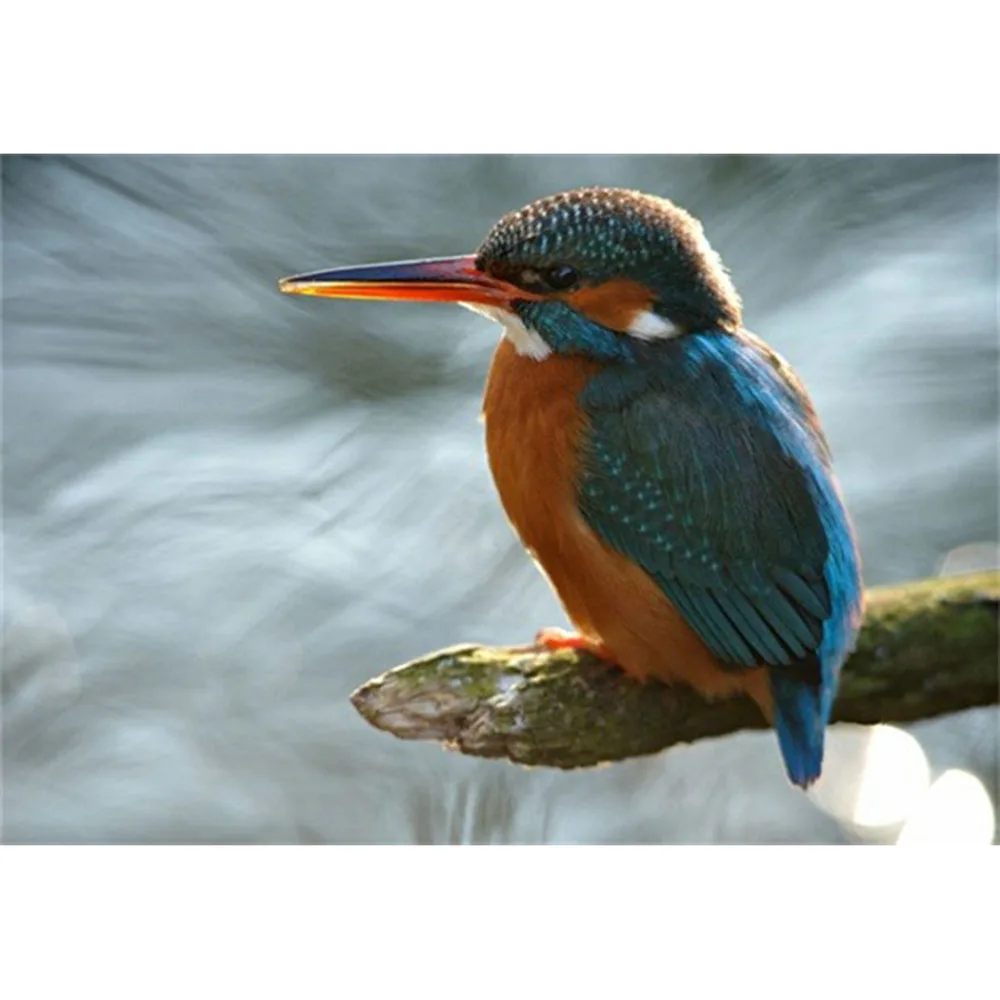 Diamond Painting Full drill square/round Azure Kingfisher Mosaic DIY Cross Stitch Embroidery Home Decor | Дом и сад