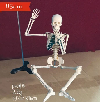 

wholesale Human medicine with spinal nerve disc model 85cm Can be active teaching medical body mannequin 1PC Halloween C007