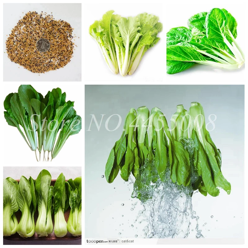 

1000pcs / bag Chinese Cabbage Vegetable Easy To Grow Outdoor Bonsai Organic Garden Planting Vegetable For Flower Pot Planter