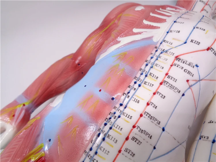 

XC-518 60cm male acupuncture model with muscle human anatomy model English code model with manual