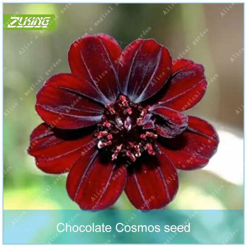

ZLKING 100 Pcs Chocolate Cosmos Bonsai Ornamental Flower Fast growing Flowers For Home Garden