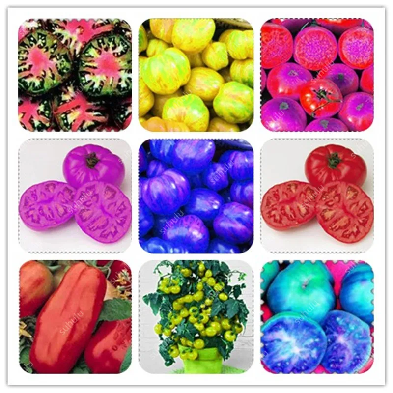 

Rainbow Tomato Bonsai 200Pcs Rare Tomato Plant Bonsai Organic Vegetable & Fruit Bonsai,Ornamental Pot Plant For Home & Garden