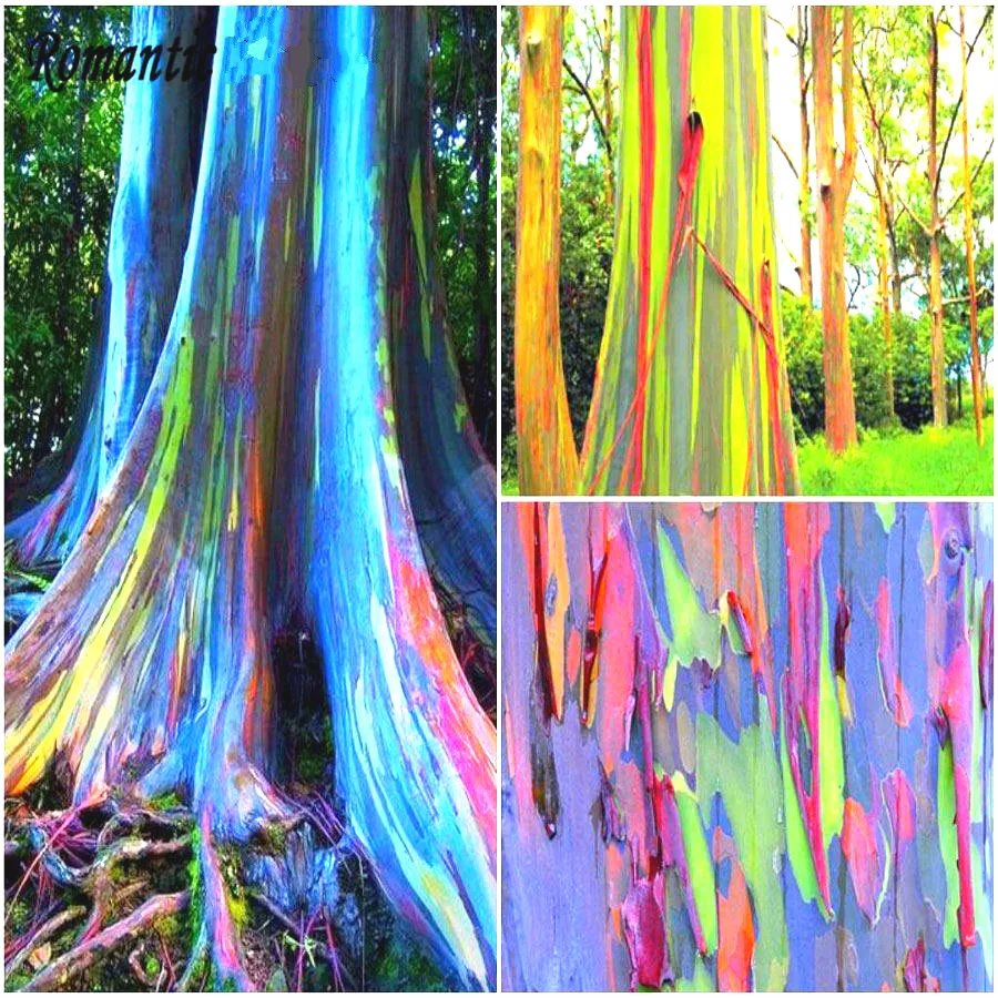 ما هي أجمل شجرة في العالم ؟ 50-Eucalyptus-Deglupta-plants-A-Bag-Rainbow-Giant-Tree-Cockroach-Repellent-Mix-Color-Interest-Plant-Herbs