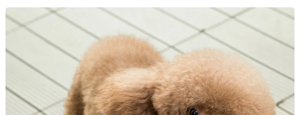  Xiaomi Pet Dogs Foot Clean Cup Dog Paw Cleaner Cup Soft Plastic Washing Brush Paw Washer Pet Accessories Dog Pet Folding Bowl (6)
