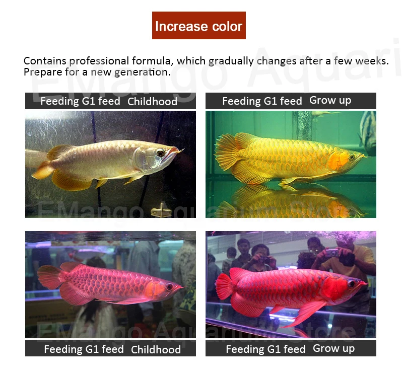 ゴールデンアロワナ生殖フィード肉食魚食用と白と消化することができ Feeders Aliexpress ゴールデンアロワナ生殖フィード肉食魚食用と白と消化することができ Feeders Aliexpress