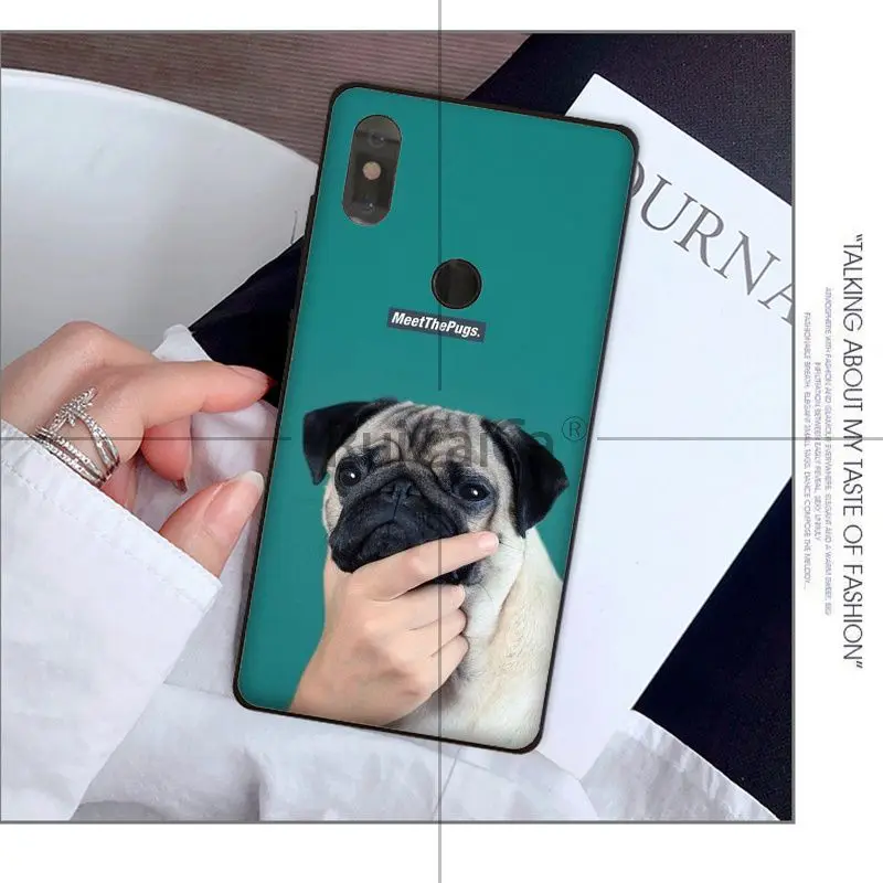 Animal cute pug