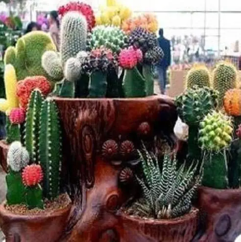 

100 pcs Mix CACTUS ECHINOPSIS TUBIFLORA Ball Cactus Perennial Succulent Plants