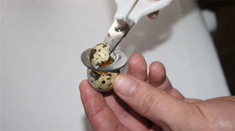 Quail eggs scissors10