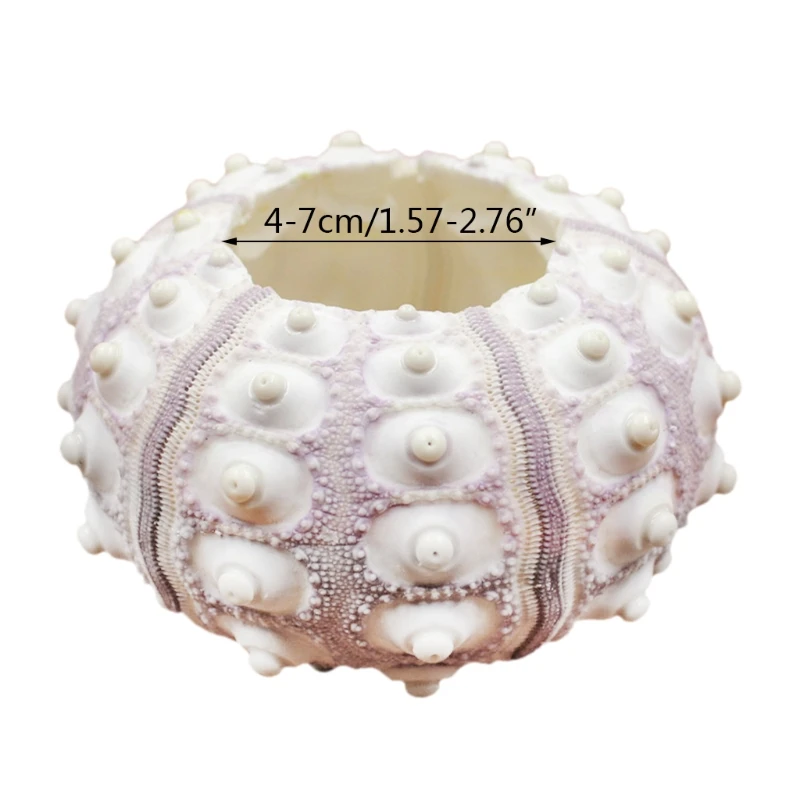 Воздушные растения простой Морской Urchin shell Настольный Tillandsia держатель