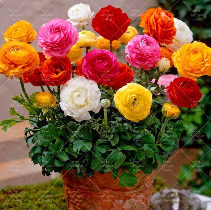 

10 Pcs True Ranunculus asiaticus flower bonsai plant Brautiful bonsai flower Persian Buttercup pot flower for garden plant