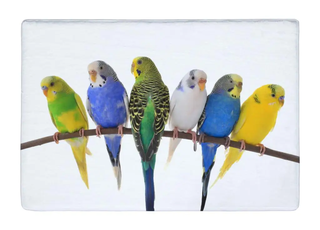 Floor Mat Simple Styel Parrots bird High Quality Print Non slip Rugs Carpets alfombra For font