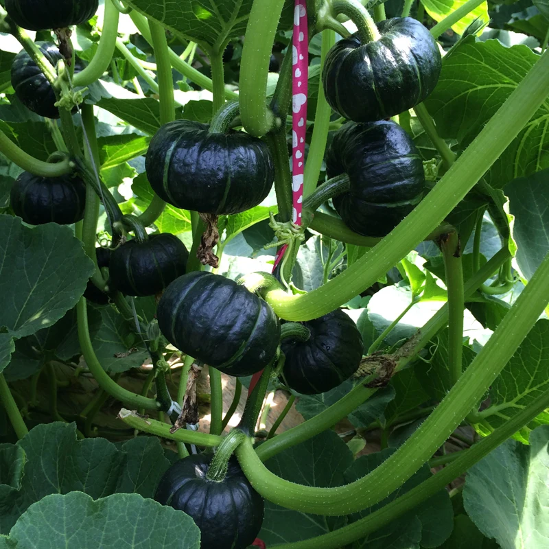 

Original packaging Japanese pumpkin potted organic pumpkin melon balcony fruits and vegetables - 10 pcs