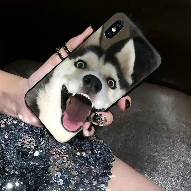 Animal dog husky