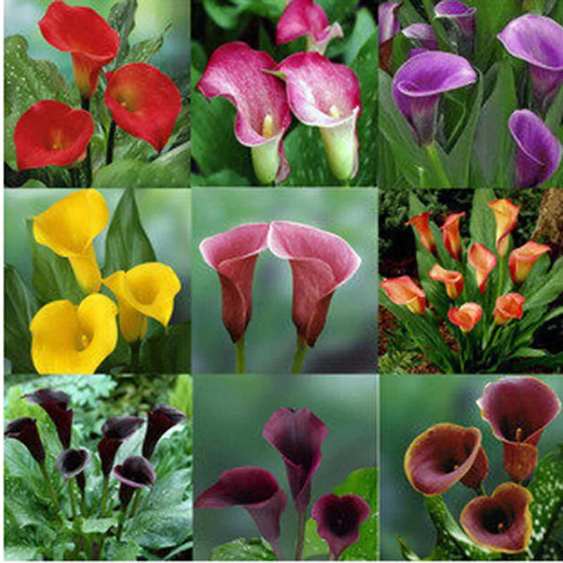 

ZLKING 2 pcs Calla Lily Bulbs Bonsai Drop Shipper Rare Flower For Home Garden Planting Pot Plant Perennial Unique Flowers