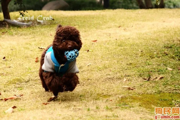 Удобный и прочный синий/черный/красный pet ball-Еда мяч для Товары для собак особое звучание Игрушечные лошадки Автоматическая ПЭТ подачи