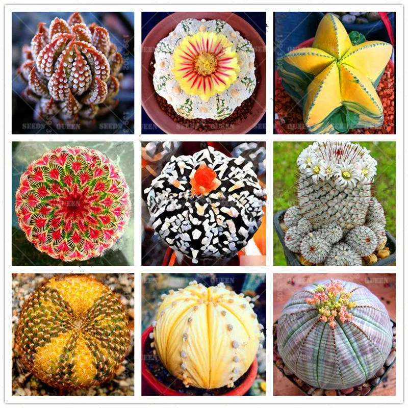 

200pcs/lot bonsai Mixed Astrophytum Cactus flores Succulents Plants Bonsai plantas DIY Home Garden Potted Plant Flower