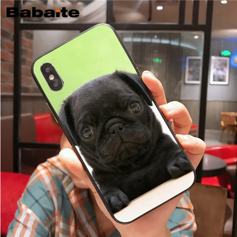 Cute lovely pug dogs animals