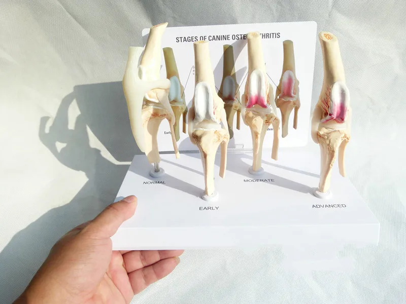 Canine остеоартрит 4-ступенчатый собачий коленный Канан/собака 4 этап артрит анатомия, анатомический модель скелета esqueleto Anatomy