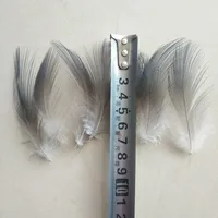 50 PCS Rare Natural Heron Feather 2-3 inches / 5-8 cm 1