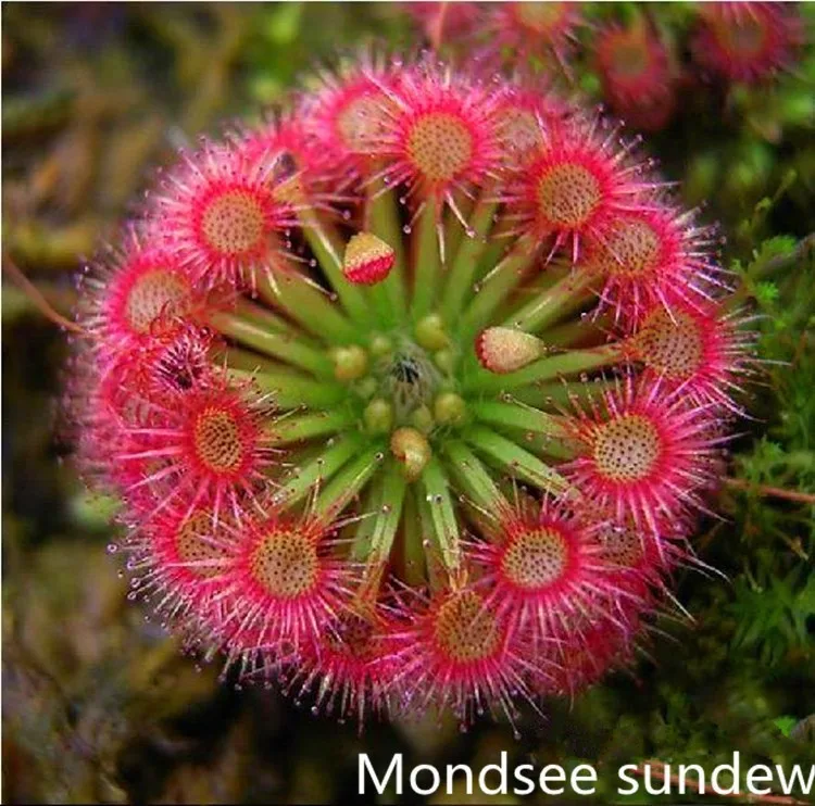Mixed Bonsai Sundew Seeds Enchantress Carnivorous Plant Table Pot Drosera Peltata Seeds Radiation Protection 400pcs Lot Radiator Hose Lot Calculatorlot Bible Aliexpress