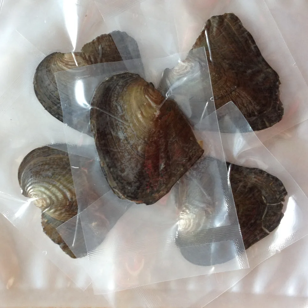 

5pcs Vacuum-pack Oyster Wish Pearls, Pearl Mussel Shell with 7-8mm Pearl Inside, Different Color Pearl Mysterious Surprise Gift