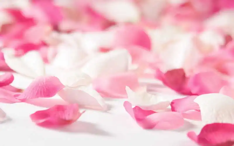 500 шт./лот шелковые искусственные лепестки роз розы Шелковые лепестки для метания дорожки Романтические свадебные украшения, аксессуары