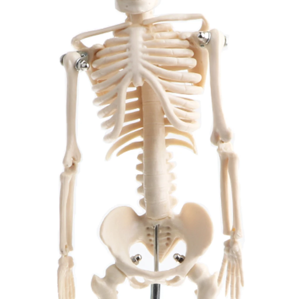 42cm Human Children Body Skeleton Model & 85cm Skeleton Bone Model with Heart Vessel School Anatomical Models Teaching Aids
