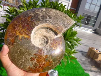

2580g(5.6 lb) Jade Chrysanthemum Ammonite Shell Fossil Madagascar