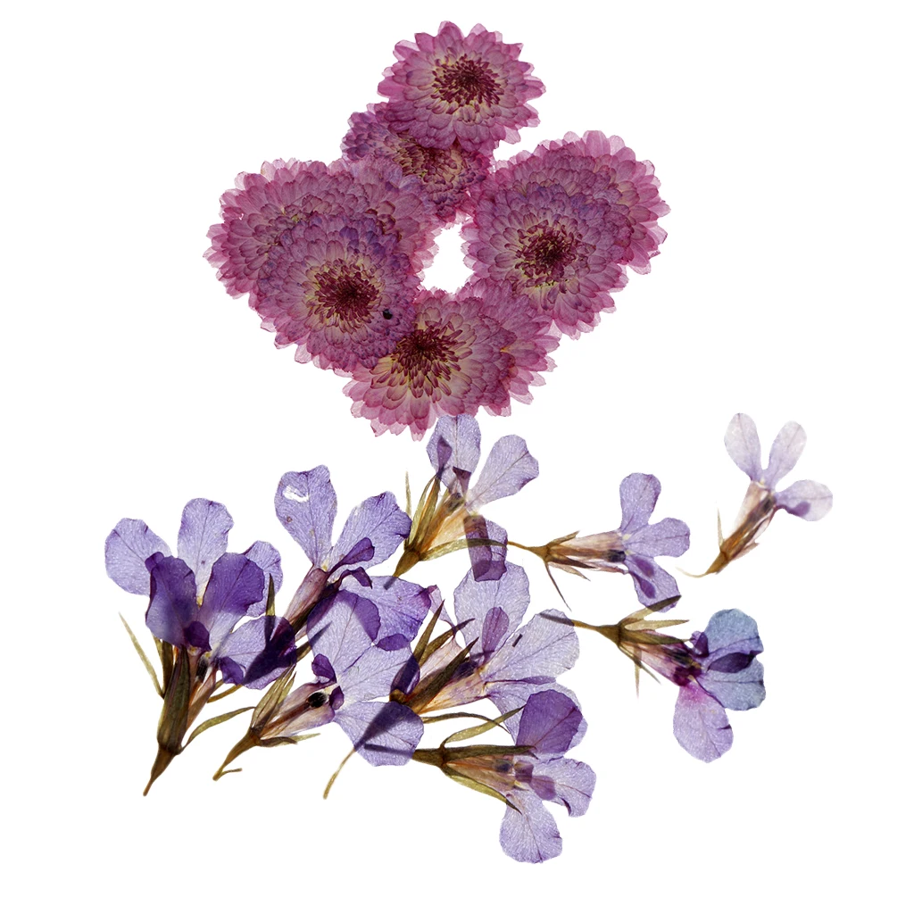 20 Pieces Pressed Dried Daisy & Lobelia Flower Dried Real Flowers Embellishments Card Making Crafts