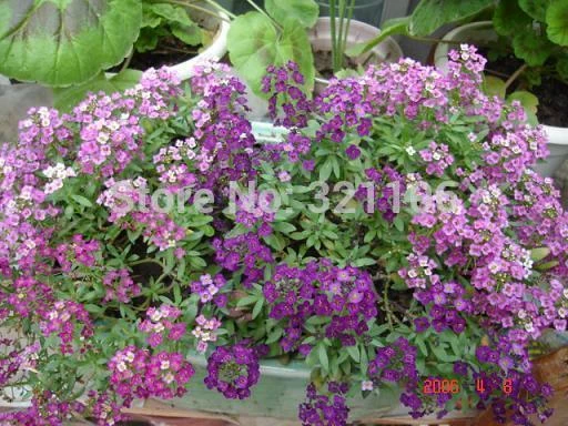 200 Royal Carpet Alyssum Seeds Lobularia maritima Alyssum Violet|carpet  trade|seed settingcarpet piece - AliExpress