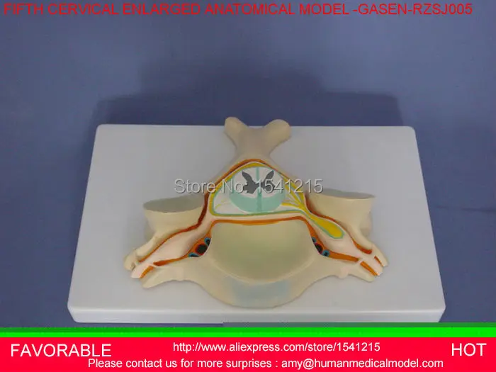 

CERVICAL SPINAL NERVES MODEL SPINAL CORD AND SPINAL DURAL AMPLIFICATION STRUCTURE MODEL CERVICAL VERTEBRAL MODEL -GASEN-RZSJ005