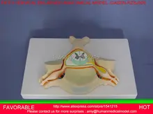 CERVICAL SPINAL NERVES MODEL SPINAL CORD AND SPINAL DURAL AMPLIFICATION STRUCTURE MODEL CERVICAL VERTEBRAL MODEL -GASEN-RZSJ005