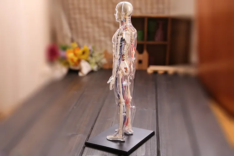 4D Master Аниме Собранная медицинская модель Череп Скелет Анатомия человека прозрачное тело анатомическая модель игрушки esqueleto humano
