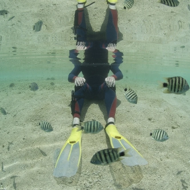 A snorkeller sits in shallow water amongst black-tail sergeant fish Poster Print (34 x 23)