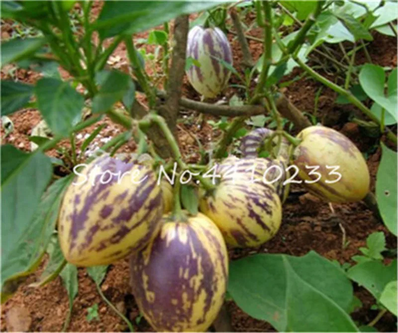 100 Pcsbag Mixed Species Eggplant Bonsai Organic Healthy Vegetable Non