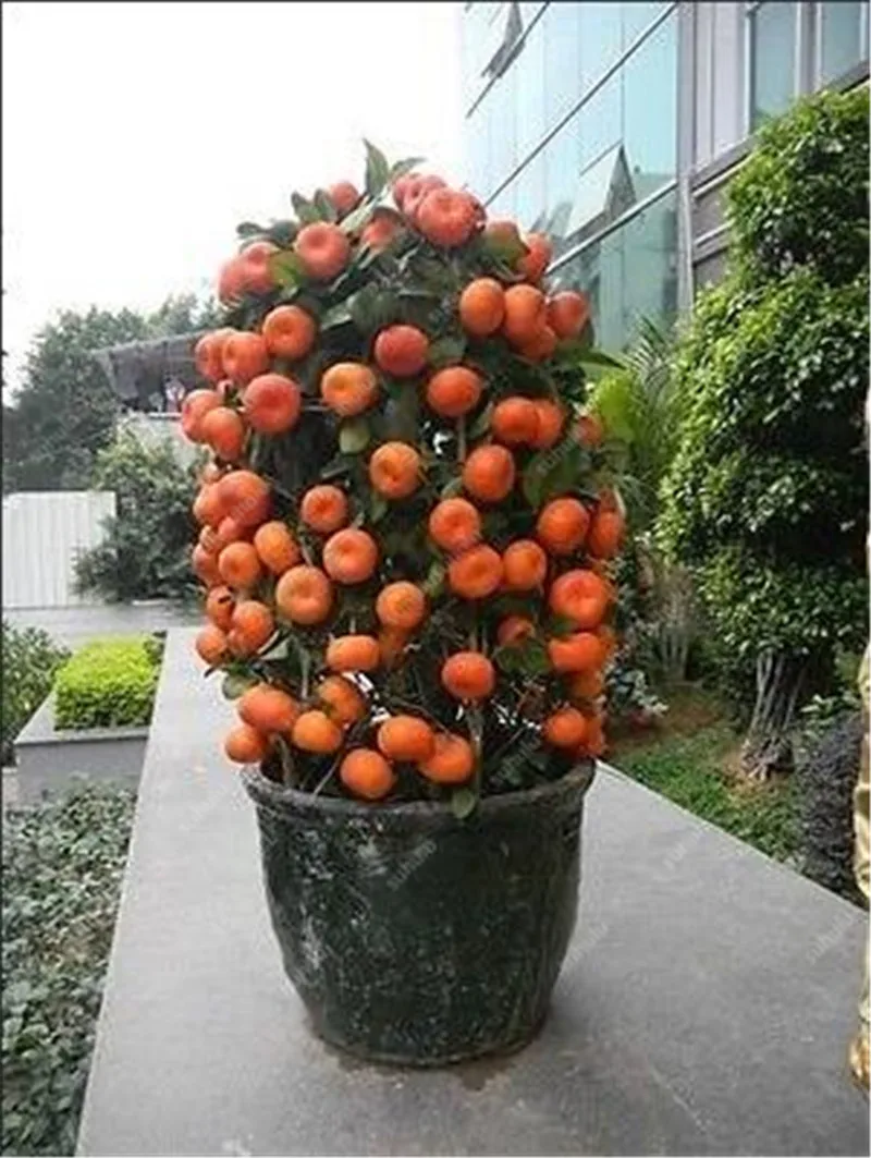 Bonsai 20 Pcs Orange Potted Edible Tangerine Citrus Fruit Dwarf Orange Tree Indoor Plant For Home Garden Non-GMO plants Bonsai 20 Pcs Orange Potted Edible Tangerine Citrus Fruit Dwarf Orange Tree Indoor Plant For Home Garden Non-GMO plants