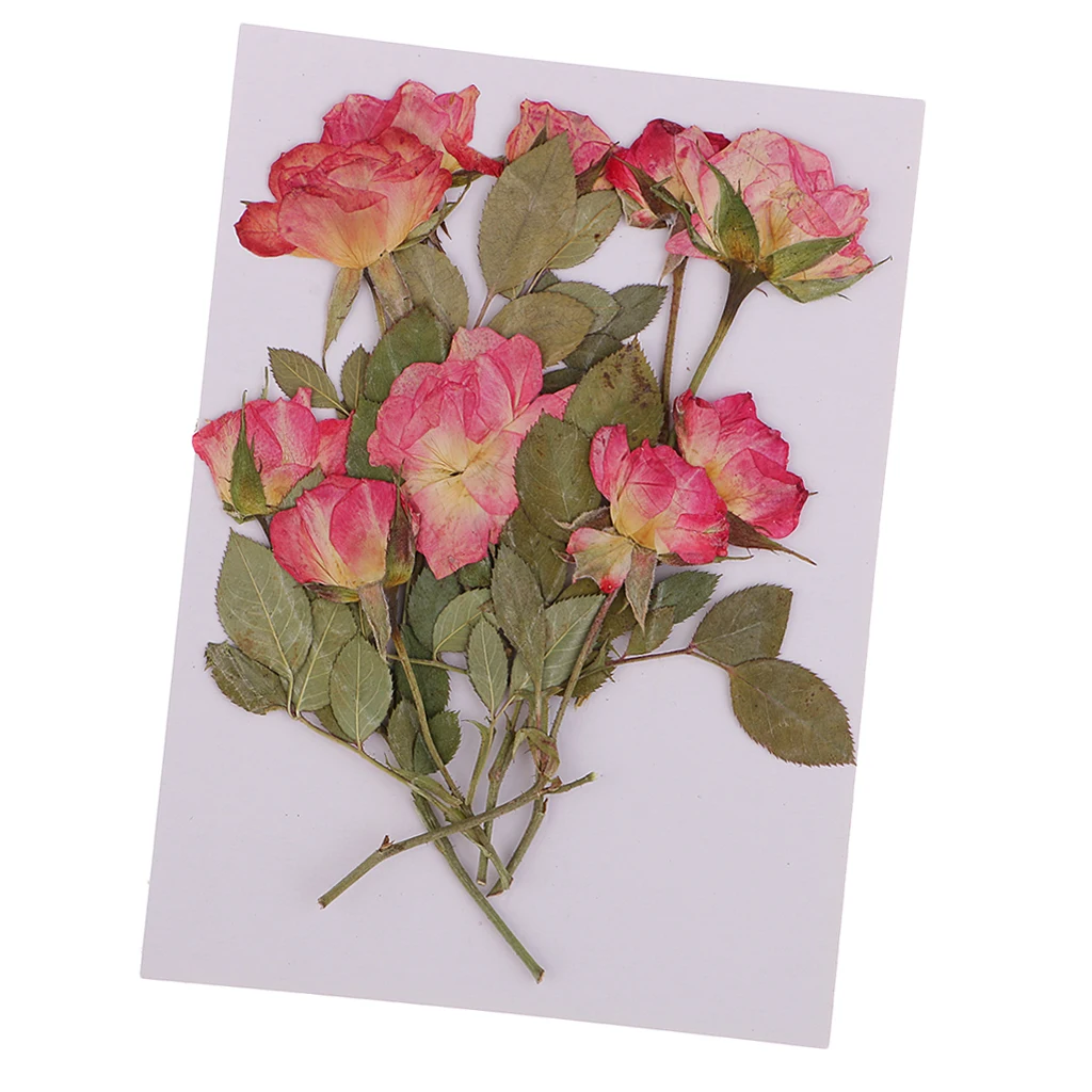 10x Pressed Dried Rose Flowers DIY Phone Case Bookmark Resin Jewelry for Art Paper Making Gift Packaging Materials Craft