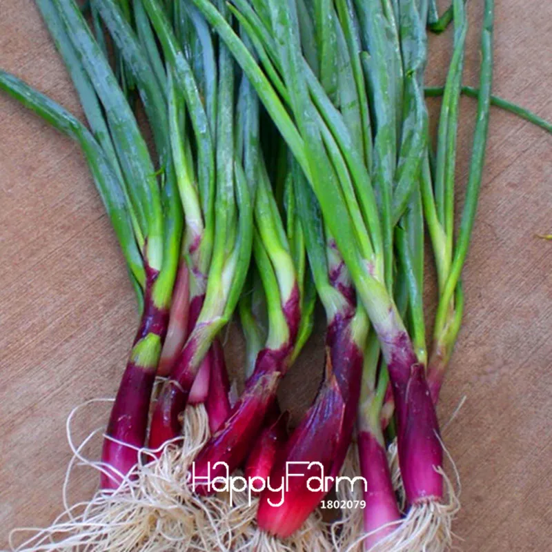 Red small shallot Seeds 10pcs Best Seeds Online Free Shipping